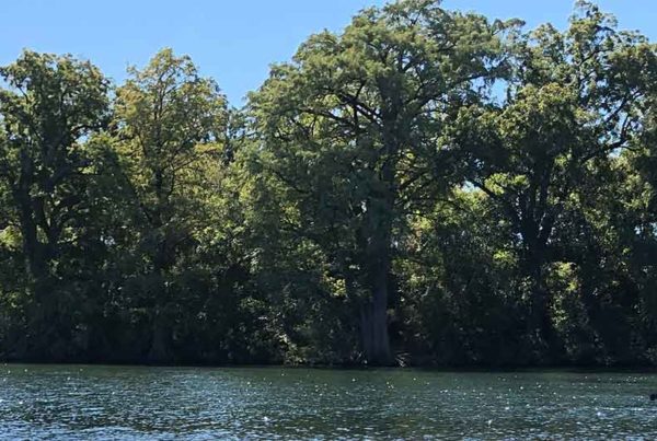 Austin Youth River Watch
